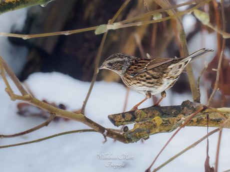 Heggenmus in de sneeuw