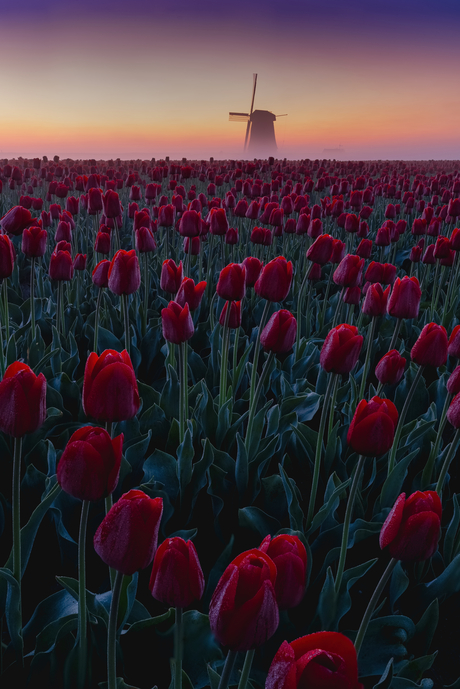 Tulpenveld met molen zonsopkomst 