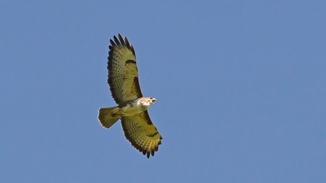 Buizerd.