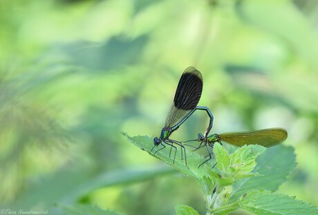 Damselfly Love