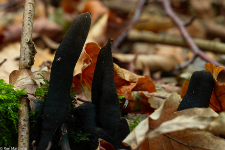 Stokstaartje op de Esdoornhoutknotszwam