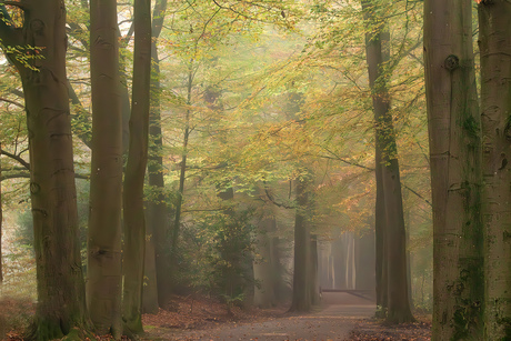 Het Speulderbos 