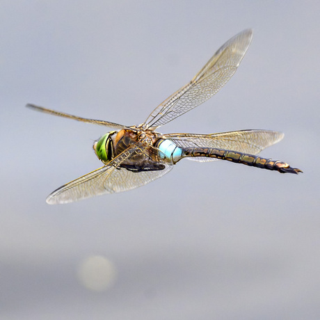 Zuiderlijke Keizerlibel