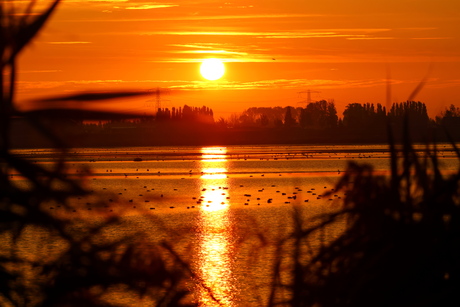 Zonsopgang over de Biesbosch