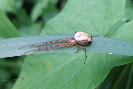 Gewone strekspin in de Overtuin.