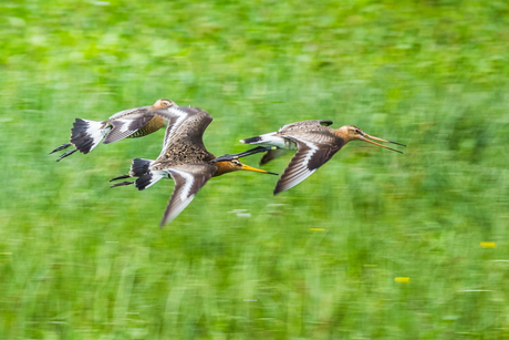 Vliegende grutto's 