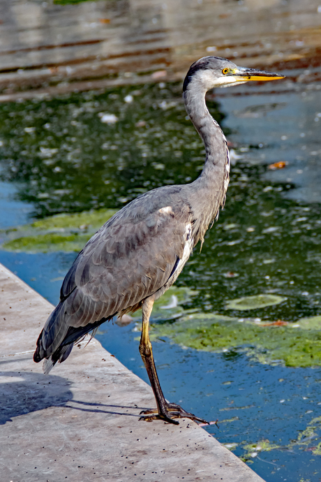 Blauwe Reiger