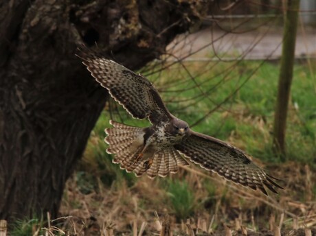 Buizerd.