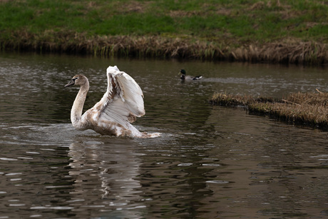 Jonge zwaan