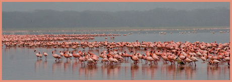 Flamingos in Lake Nakuru ( Kenia )