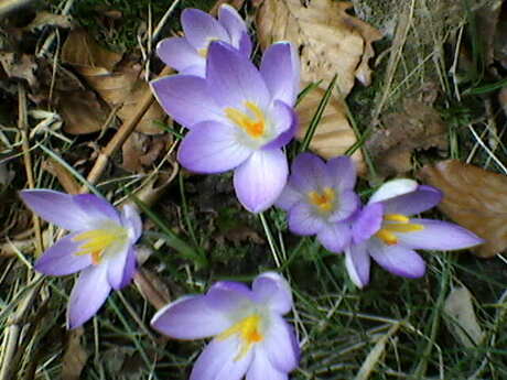 Lente Bloemetjes