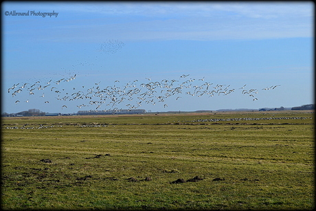 Landschap Friesland