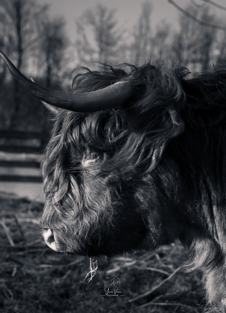 Schotse Hooglander