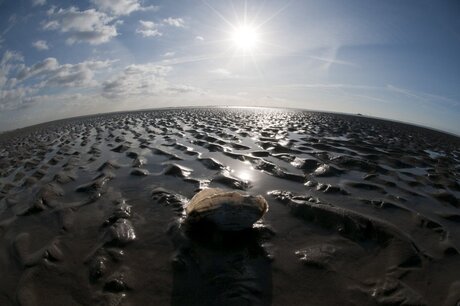 shell on the beach