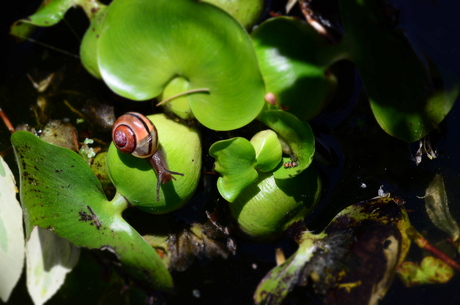 Zonnig slakje