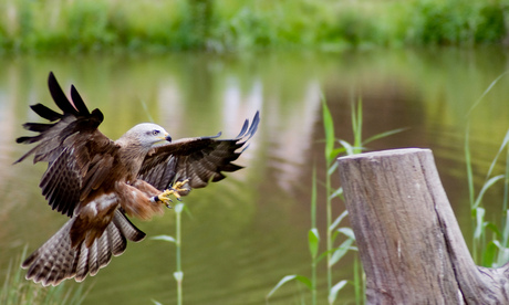 Ready to Land