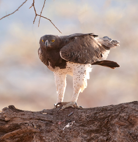 Martial Eagle 2, Kenia