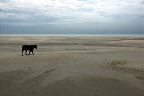 Vlakte met 1 hond.