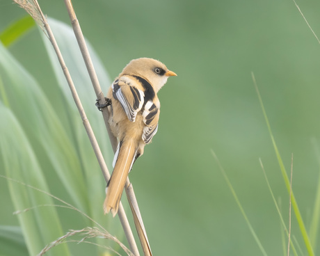 Juveniele Baardman