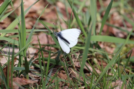 natuur wandeling