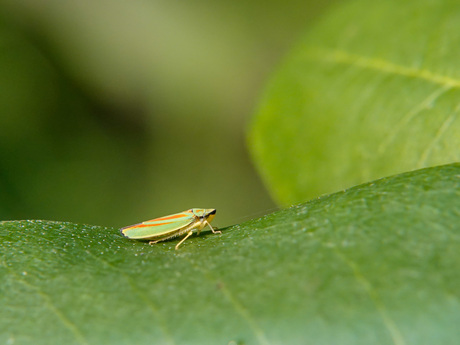 Rododendroncicade