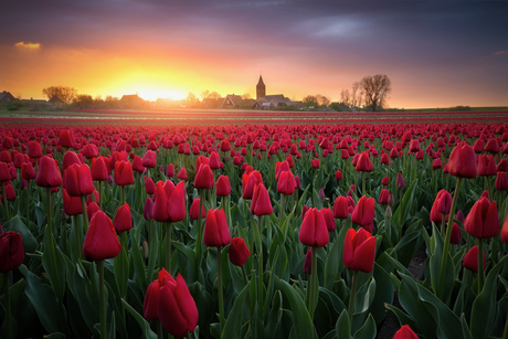 Tulips at Sunset
