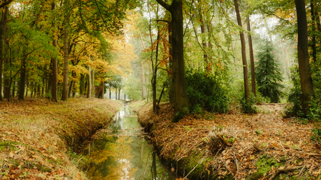 Brabantse herfstbossen