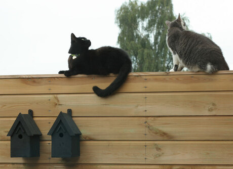 Hongerige katten...