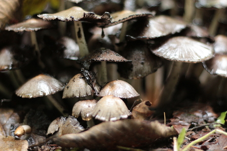 Mushroom forest