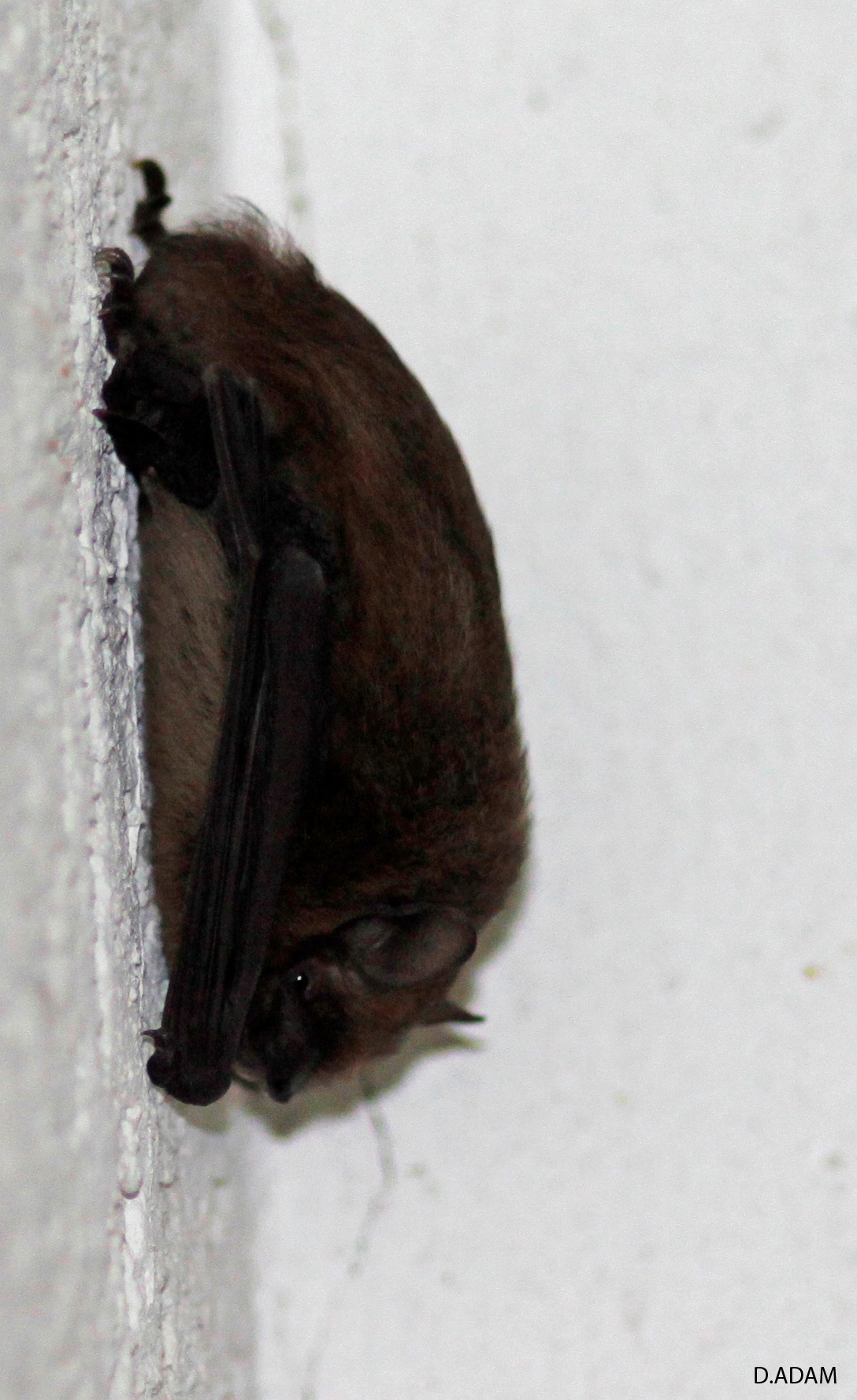 Vleermuis In Huis Foto Van Deez66 Zoom Nl