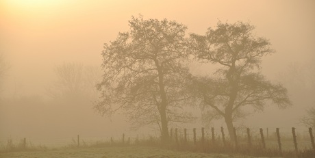 mist in de morgen