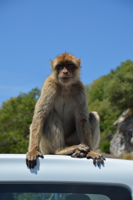 Makaak in Gibraltar