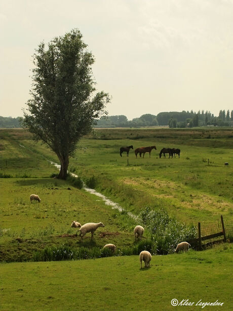 Schieveense polder