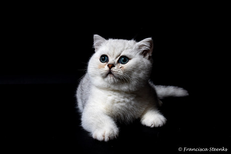 Silver shaded kitten