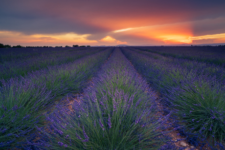 Lavender Sunset Valensole