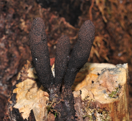 Houtknotszwam/Dodemansvinger (Xylaria polyphorma)