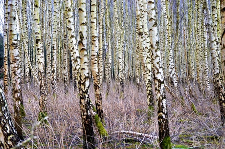 Door de bomen het bos...