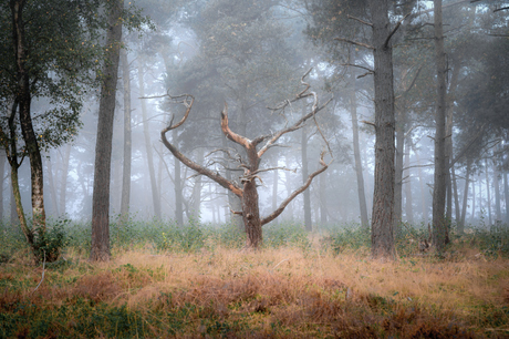 De oude meester