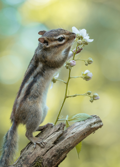 Chipmunk