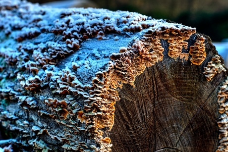 Berijpte paddestoelen