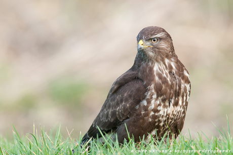 Buizerd