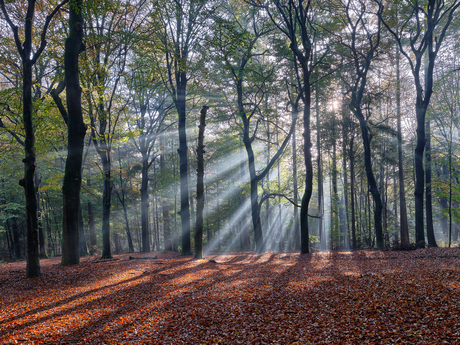 Amerongse bos