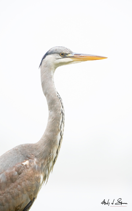 blauwe reiger