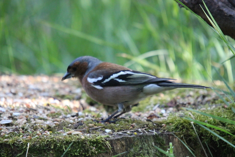 Vink