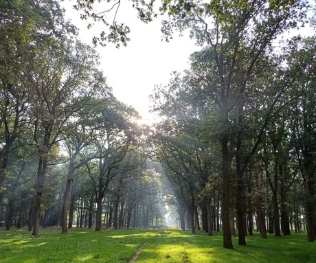 Zie de .... schijnt door de bomen