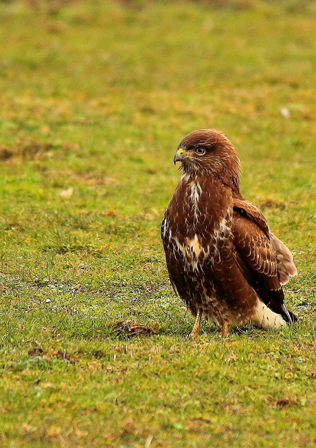 Buizerd in de biesbosch