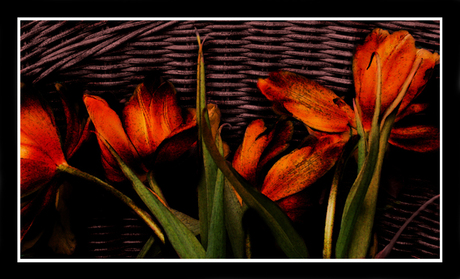 Orange tulips