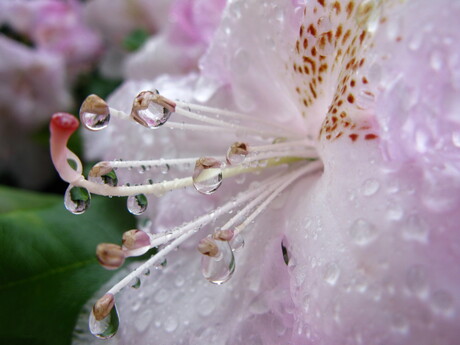 Rhododendron Tranen