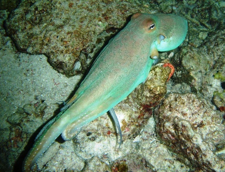 2008 Maledieven oktopus.JPG