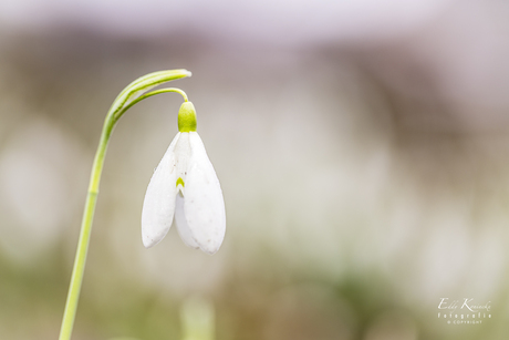 Sneeuwklokje.1